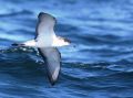 Buller's Shearwater